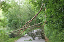 Umgestürzter Baum am Treppelweg